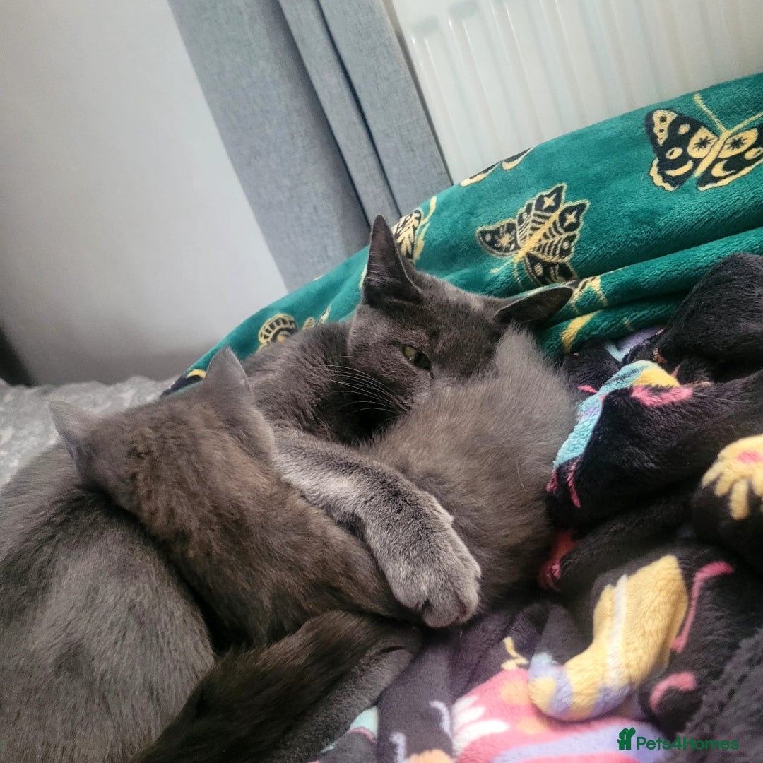 British Shorthair cats for sale: Female blue British short hair mix - Image 3