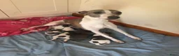 Whippet dogs for sale: Whippet pups  - Advert 2
