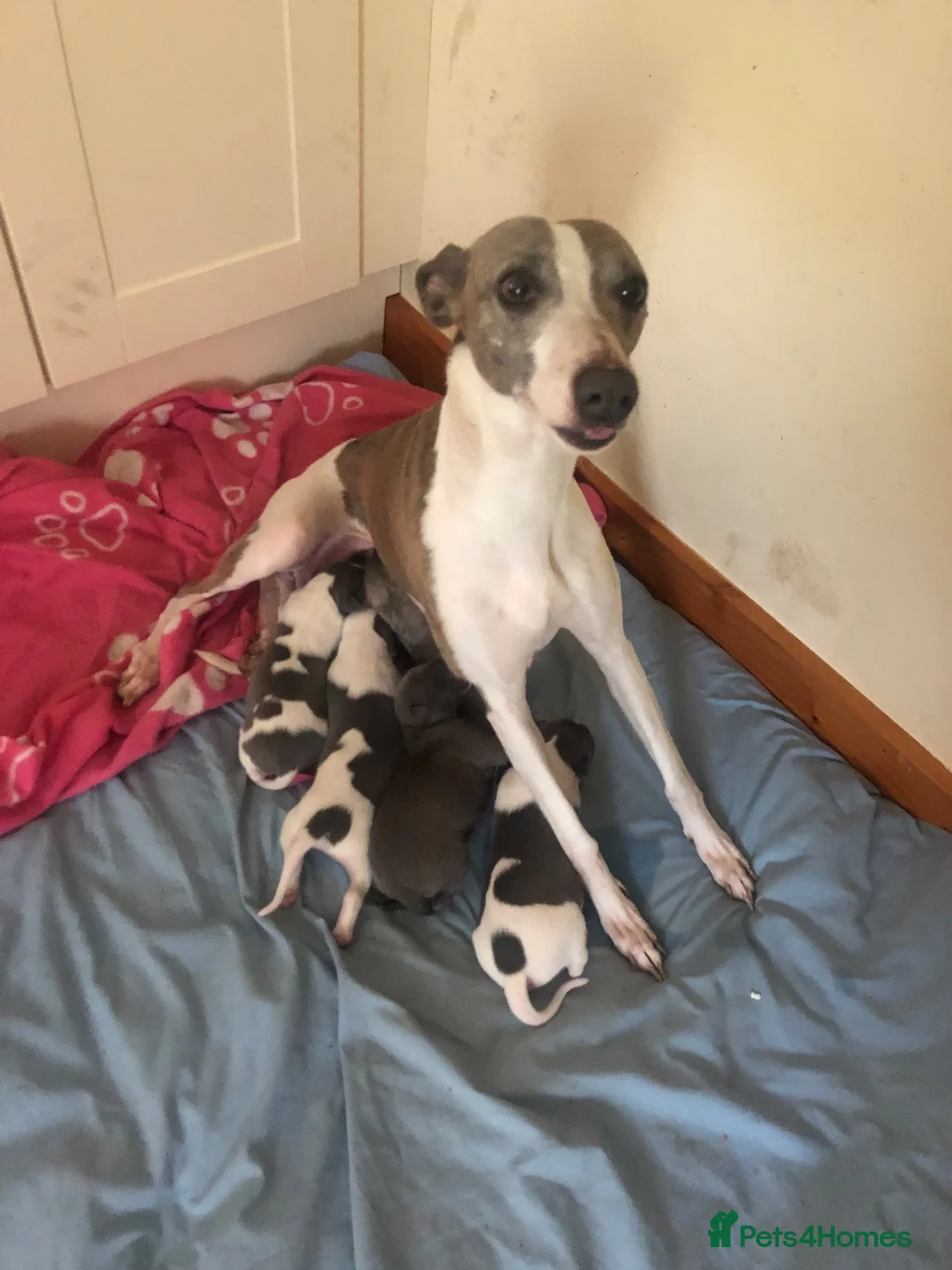 Whippet dogs for sale: Whippet pups  - Advert 2