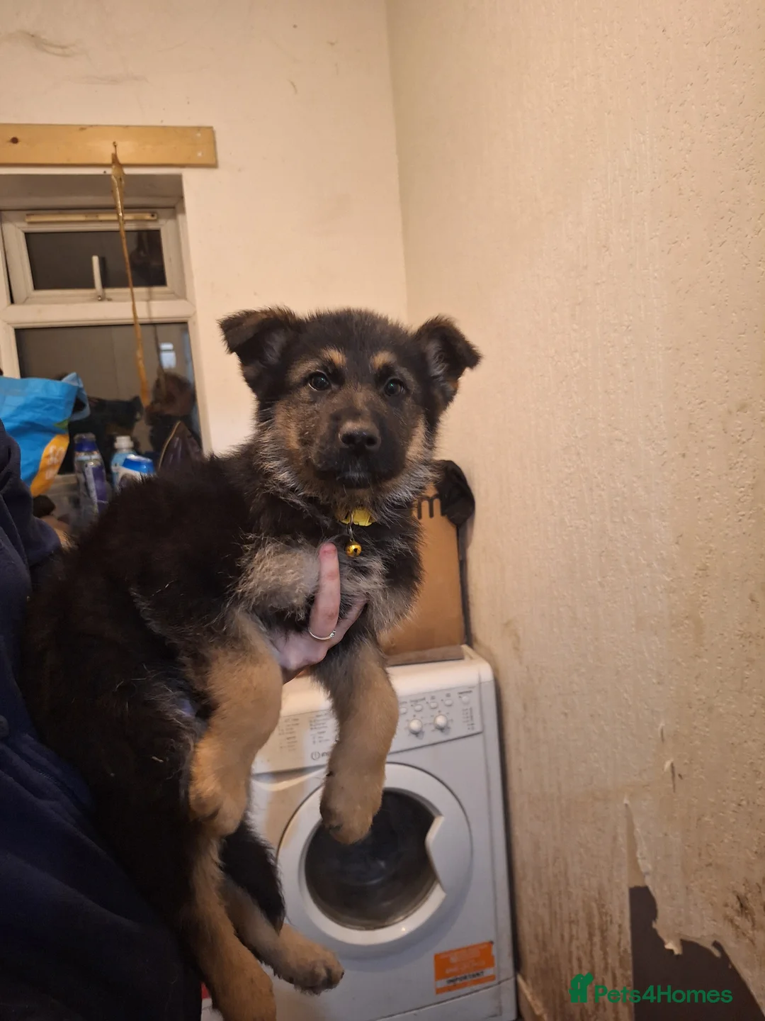 German Shepherd dogs for sale: German shepherd puppies  - Advert 2
