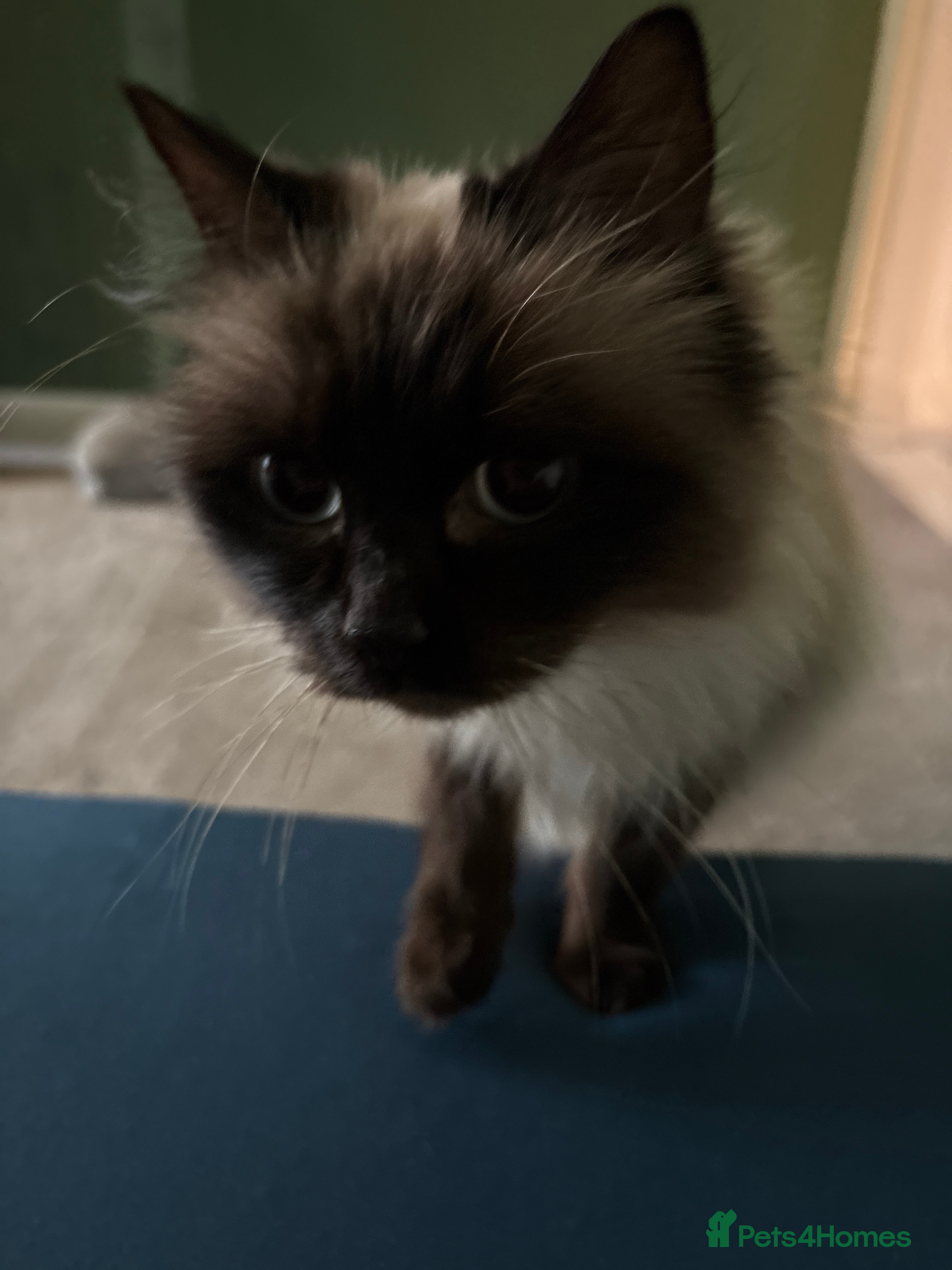 Burmese cats Burmese adult cat for sale - Advert 1