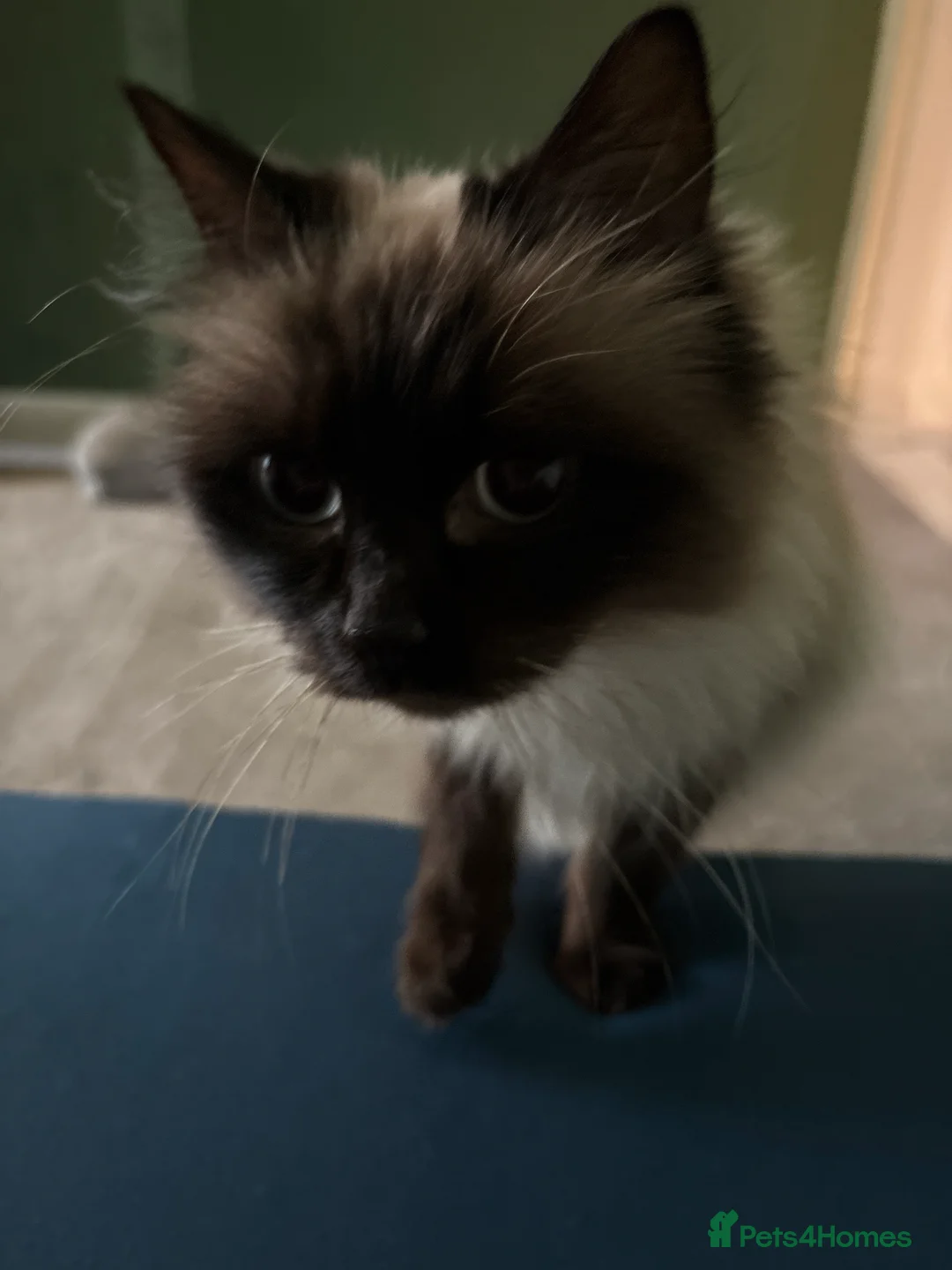 Burmese cats for sale: Burmese adult cat for sale - Advert 1