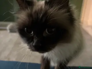 Burmese cats Burmese adult cat for sale - Advert 1