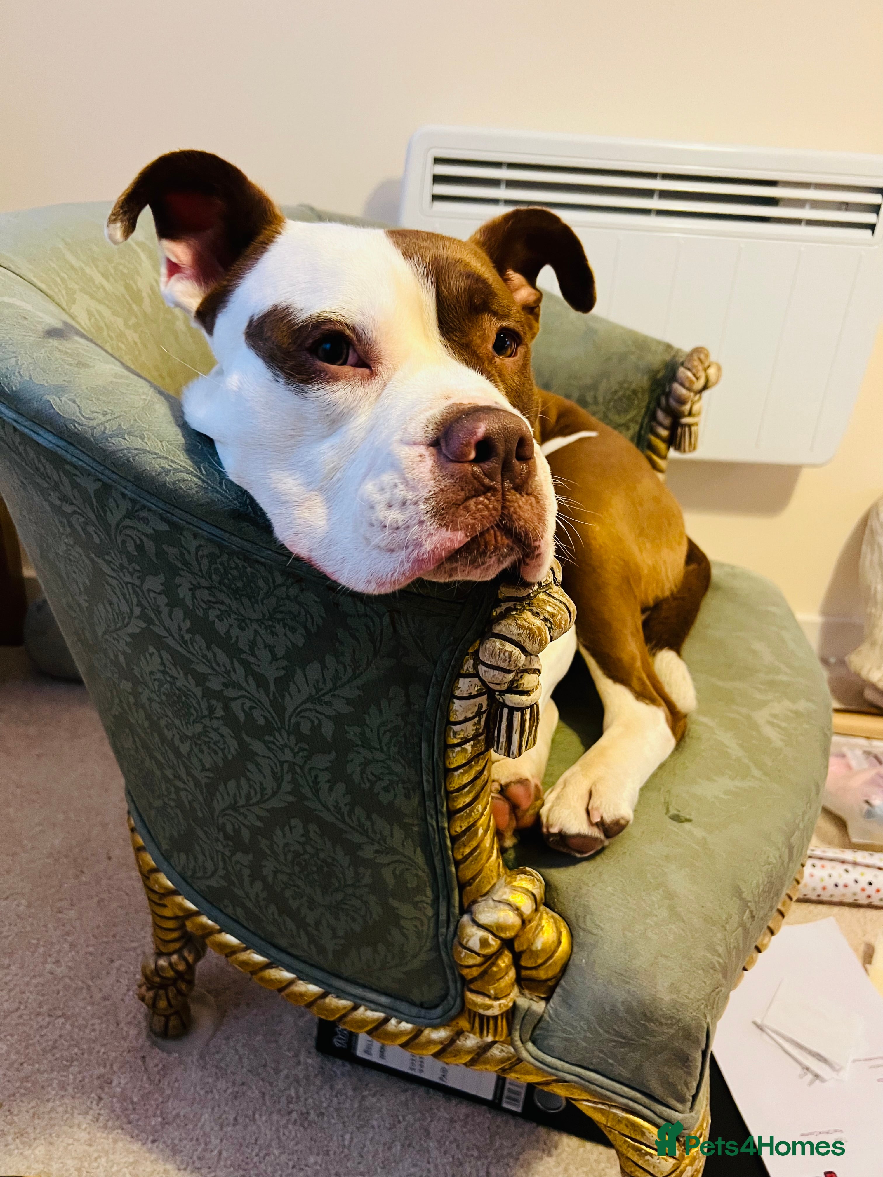 Dorset Olde Tyme Bulldogge dogs Reggie, looking for a loving family environment - Advert 14