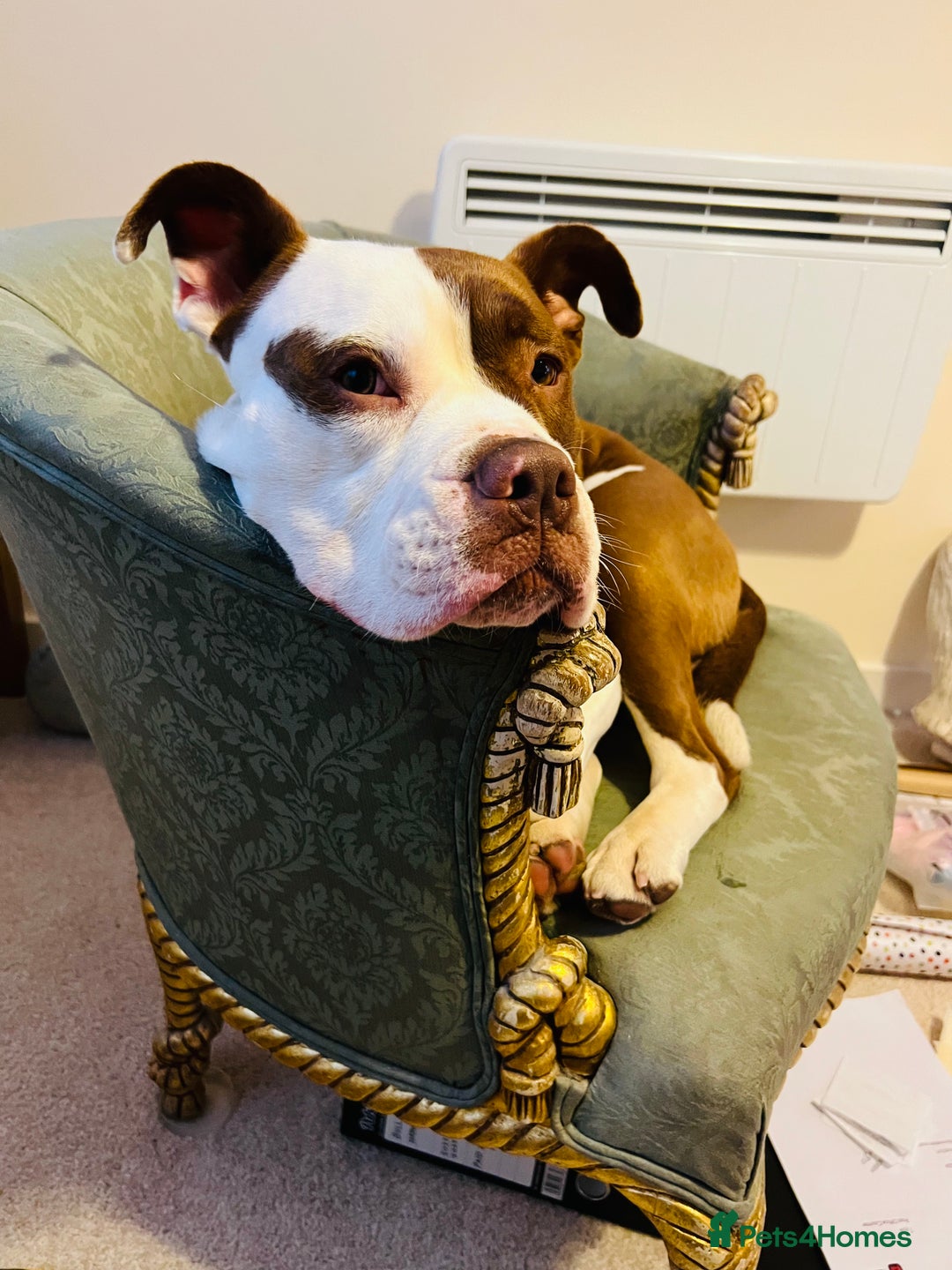 Dorset Olde Tyme Bulldogge dogs for sale: Reggie, looking for a loving family environment - Advert 1