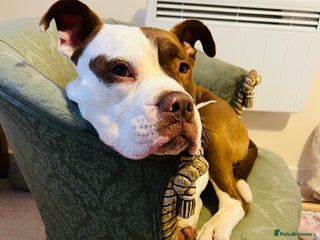 Dorset Olde Tyme Bulldogge dogs Reggie, looking for a loving family environment - Advert 14