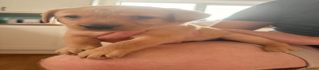 Labrador Retriever Puppy 3