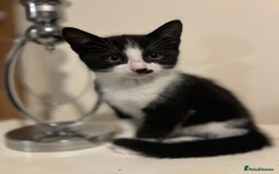 Domestic Shorthair cats for sale: 3 Handsome kittens black+white  - Image 7