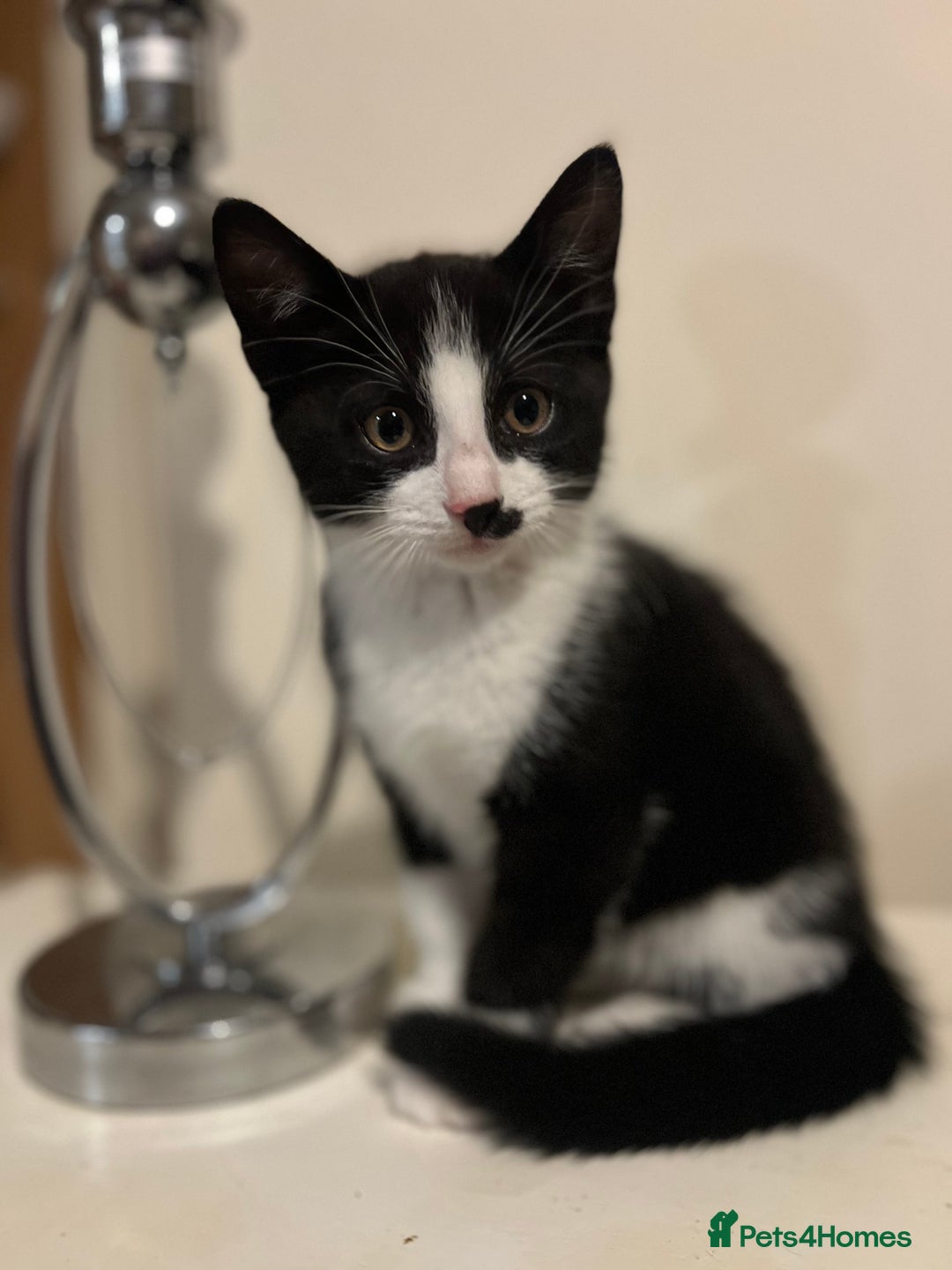 Domestic Shorthair cats for sale: 3 Handsome kittens black+white  - Image 7