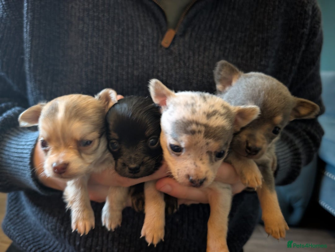 Chihuahua dogs for sale: GORGEOUS LONGHAIRED MERLE CHIHUAHUAS  - Advert 2