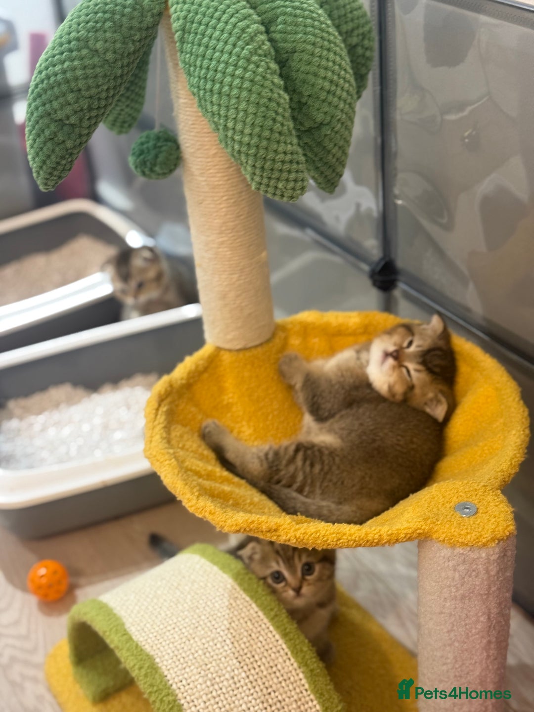 British Shorthair cats for sale: British rainbow shorthair kittens - Image 27