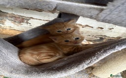 Mixed Breed cats for sale: 7 kittens looking for new home!  - Image 7