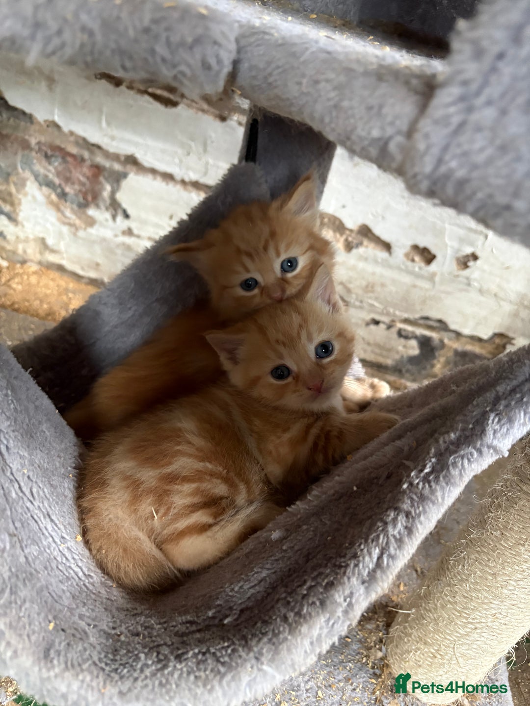 Mixed Breed cats for sale: 7 kittens looking for new home!  - Image 7