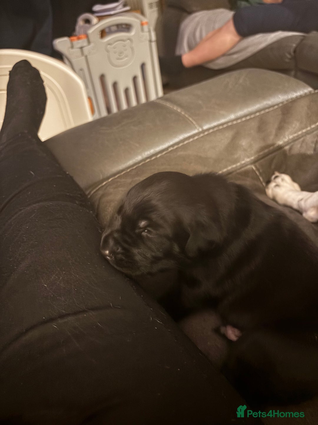 Mixed Breed dogs for sale: 1/4 Dalmatian x 3/4 Labrador  - Advert 14