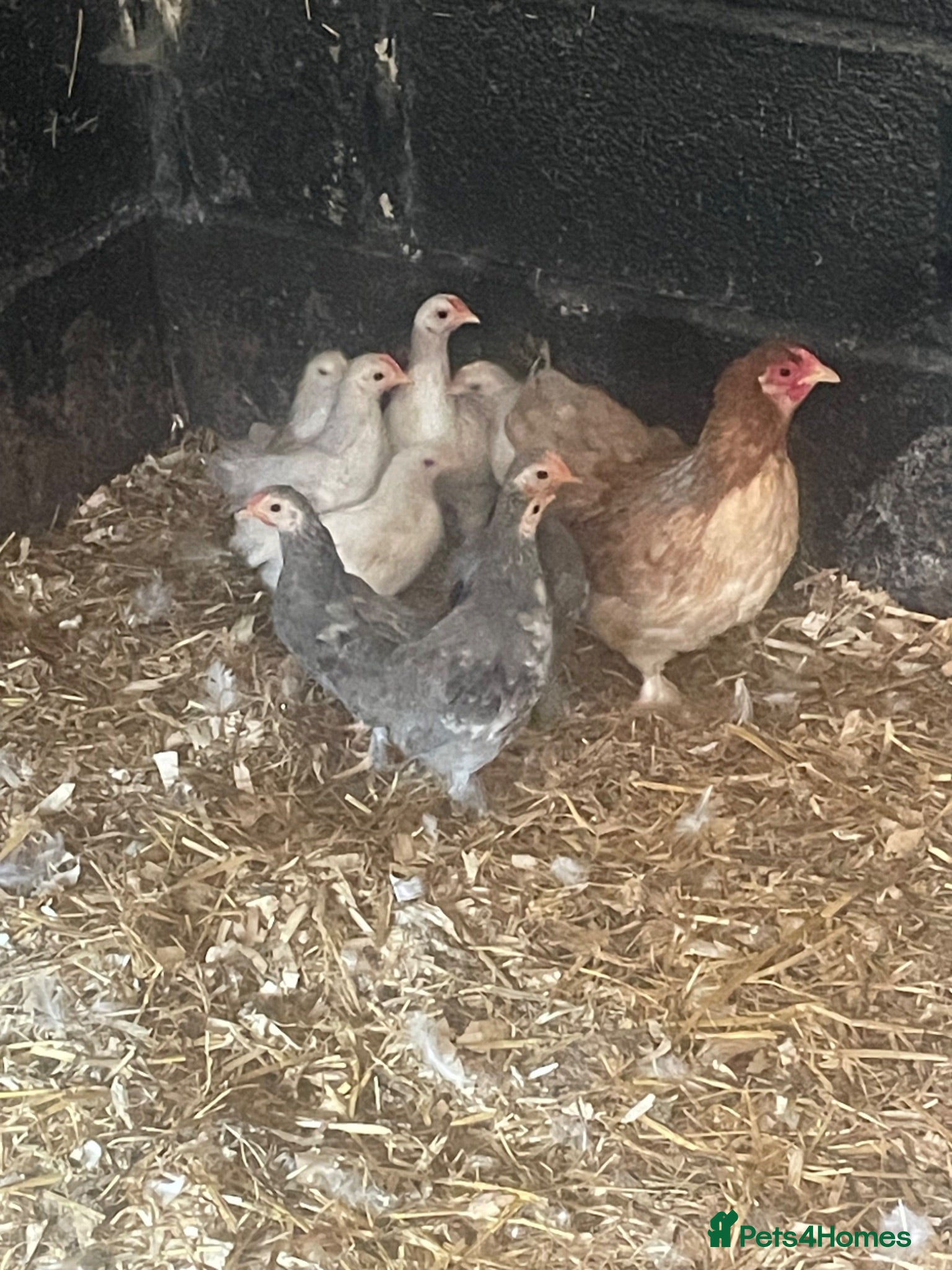 Chickens poultry Bantam mum and chicks  - Advert 1