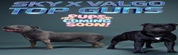 Staffordshire Bull Terrier dogs for sale: VALGO TOP GUN PUPPIES COMING SOON 😍  - Advert 2