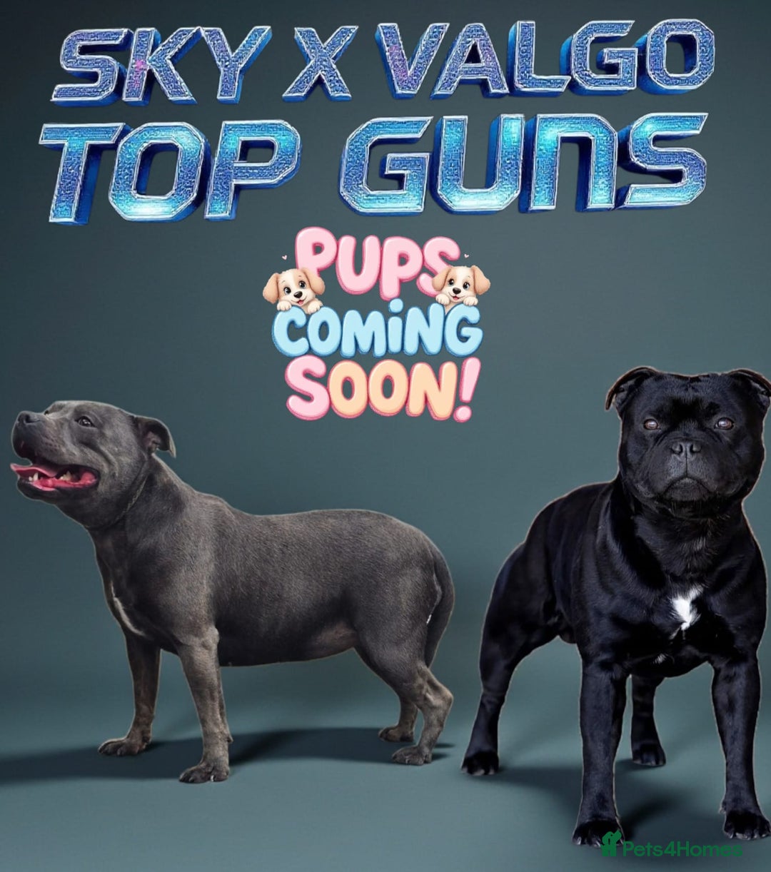 Staffordshire Bull Terrier dogs for sale: VALGO TOP GUN PUPPIES COMING SOON 😍  - Advert 2