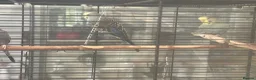 Budgerigars birds for sale: 4 budgirigards free to good home - Advert 5