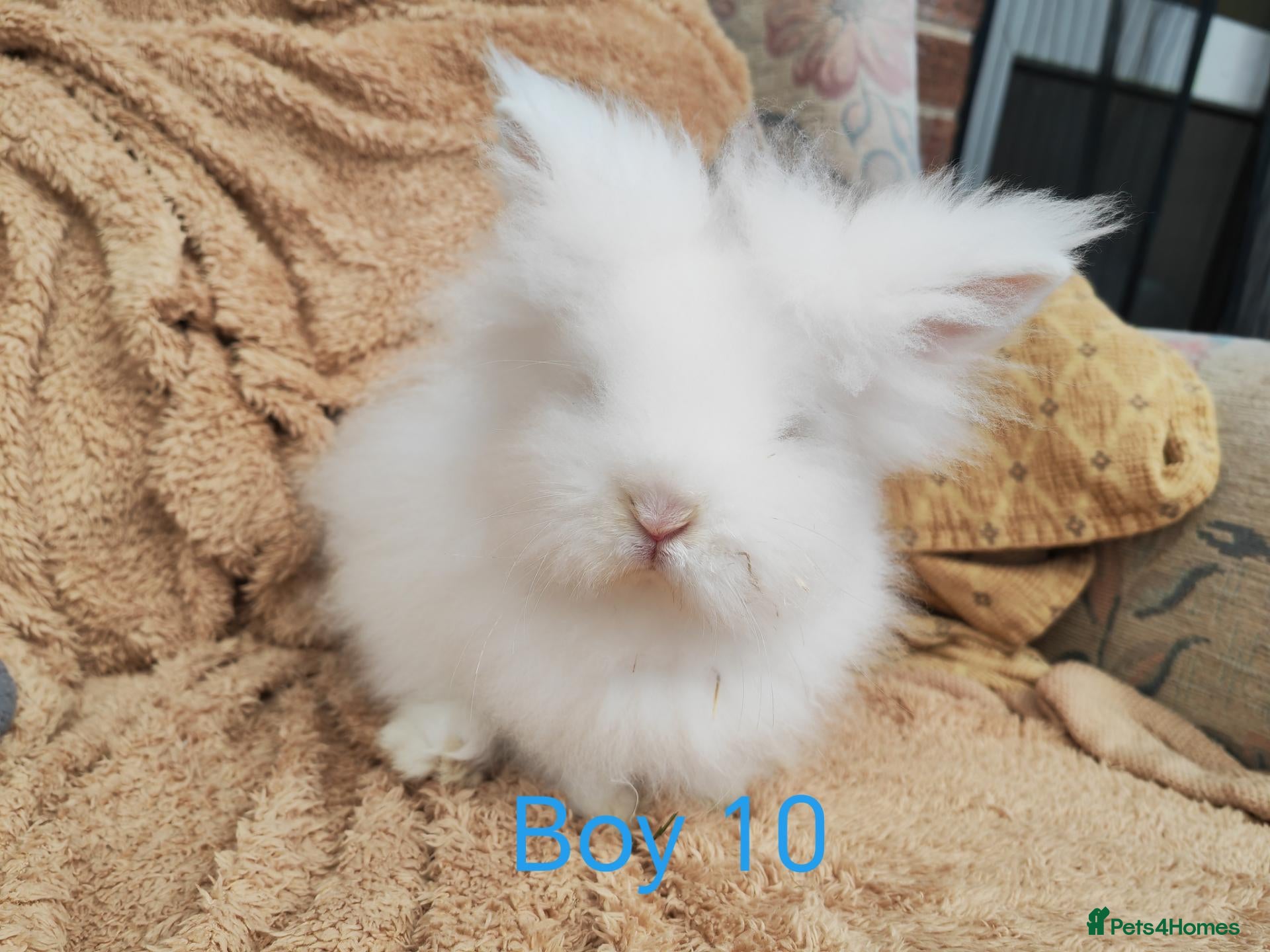 Lionhead rabbits for sale: Double mane lionhead rabbits - Advert 10