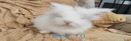 Lionhead rabbits for sale: Double mane lionhead rabbits - Advert 3