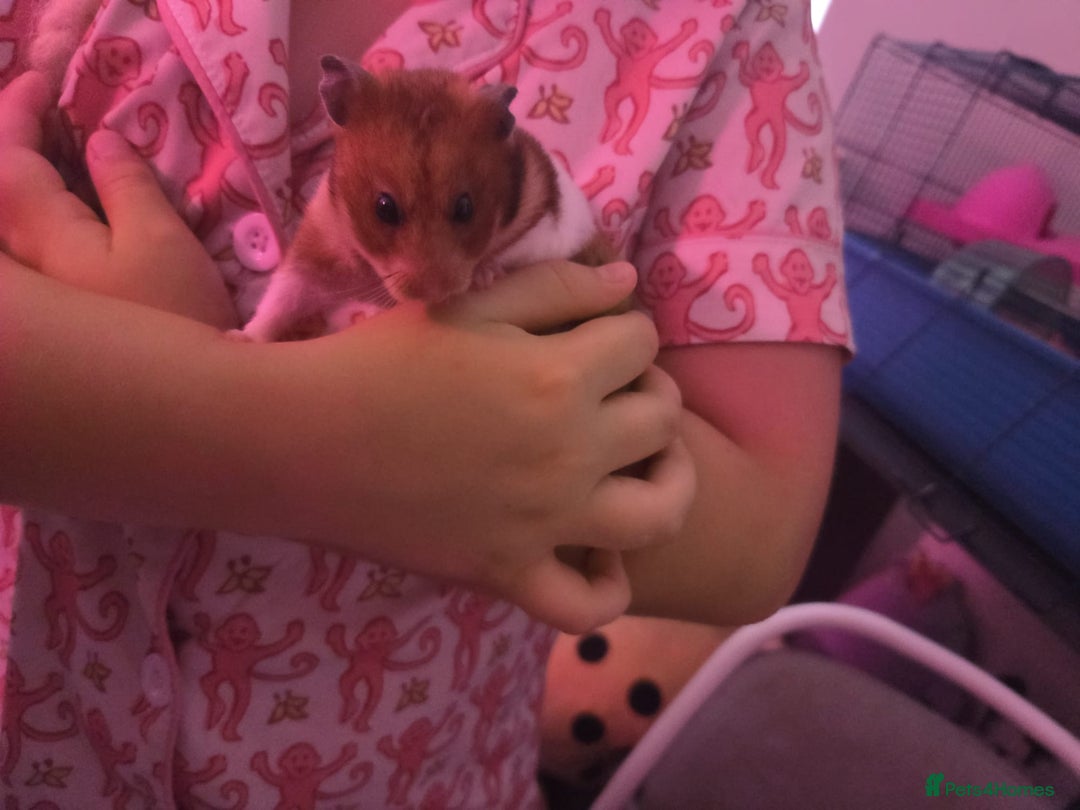 Hamster rodents for sale: Friendliest Hamster and cage  - Image 5