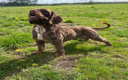 American Cocker Spaniel dogs for sale: Lovey Chocolate Tri Adult Male - Image 3