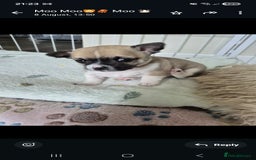 Chihuahua dogs for sale: 4 beautiful chihuahua puppies - Image 18