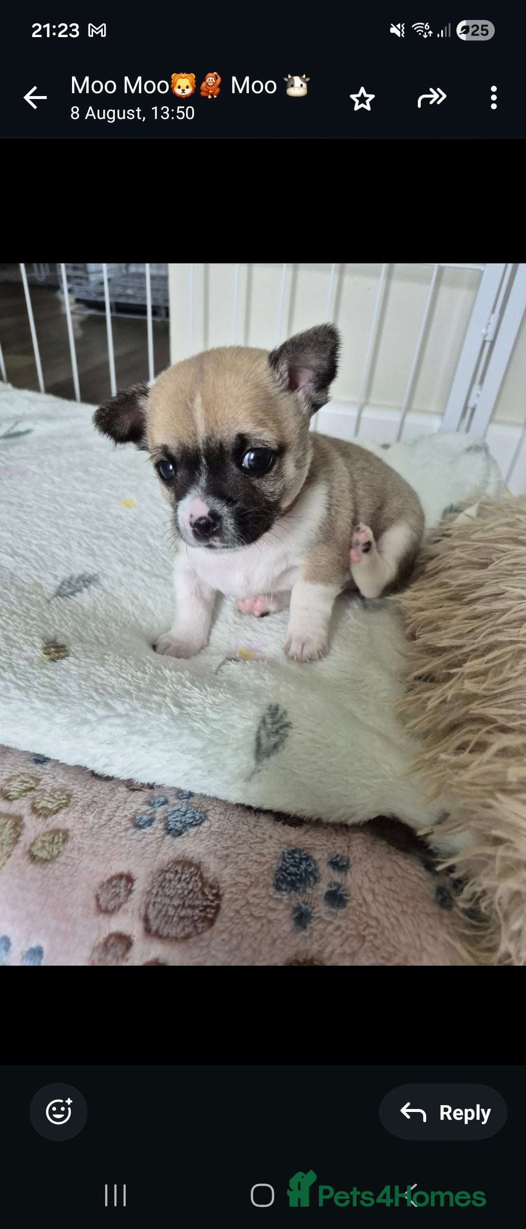 Chihuahua dogs for sale: 4 beautiful chihuahua puppies - Image 18