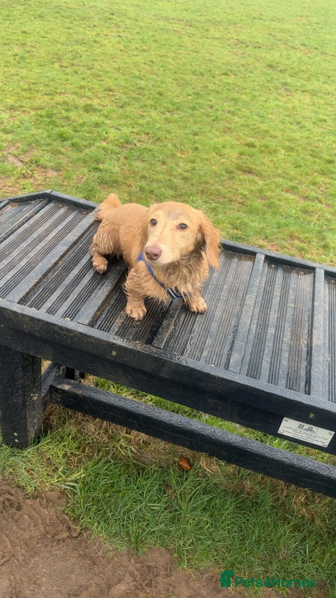 Miniature Dachshund dogs for sale: Lovely little Dachsund boy - Advert 7