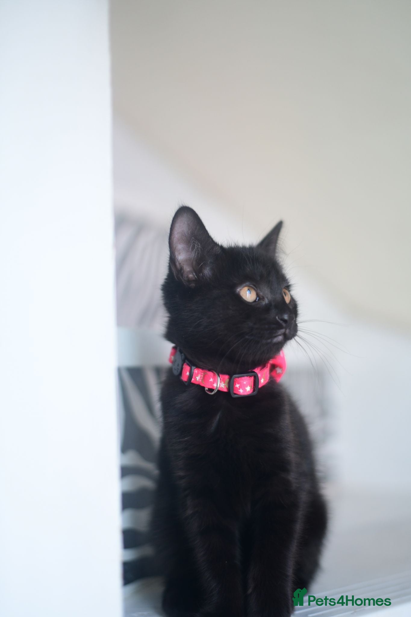 Mixed Breed cats Beautiful Black Female Kitten - Advert 1