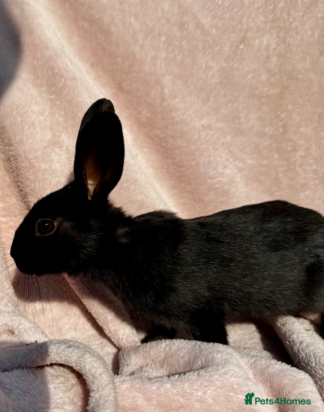 Mixed Breed rabbits for sale: A litter Of Stunning Babies Available to Reserve - Image 8