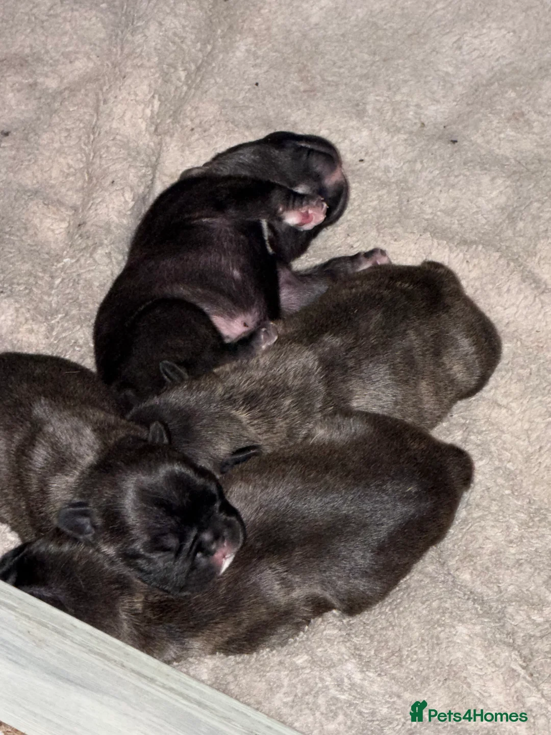 French Bulldog dogs for sale: French Bulldogs for sale  - Advert 2