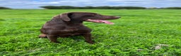 Labrador Retriever dogs for stud: Proven Fully Health Tested Working Chocolate Lab in Daventry - Advert 5