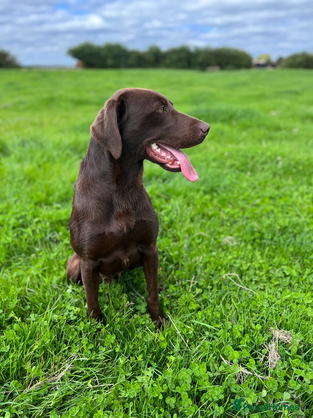 Labrador Retriever dogs for stud: Proven Fully Health Tested Working Chocolate Lab in Daventry - Advert 5