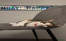 Mixed Breed cats for sale: Black mixed breed kitten  - Advert 2