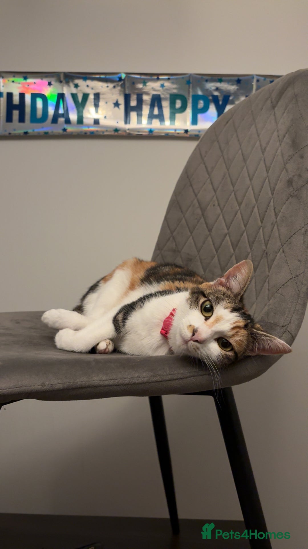 Mixed Breed cats for sale: Black mixed breed kitten  - Advert 2