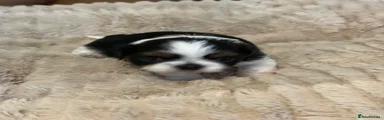 Shih Tzu 3