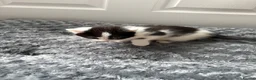 Mixed Breed cats for sale: 4 beautiful kittens ❤️ - Advert 3