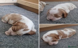 Cavalier King Charles Spaniel dogs for sale: 3 Stunning Cavalier King Charles Pups *DNA CLEAR* - Image 1