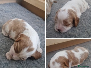 Cavalier King Charles Spaniel dogs for sale - Advert 1