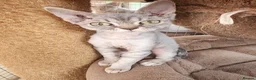 Devon Rex cats for sale: Black silver Devon Rex girl available - Advert 2