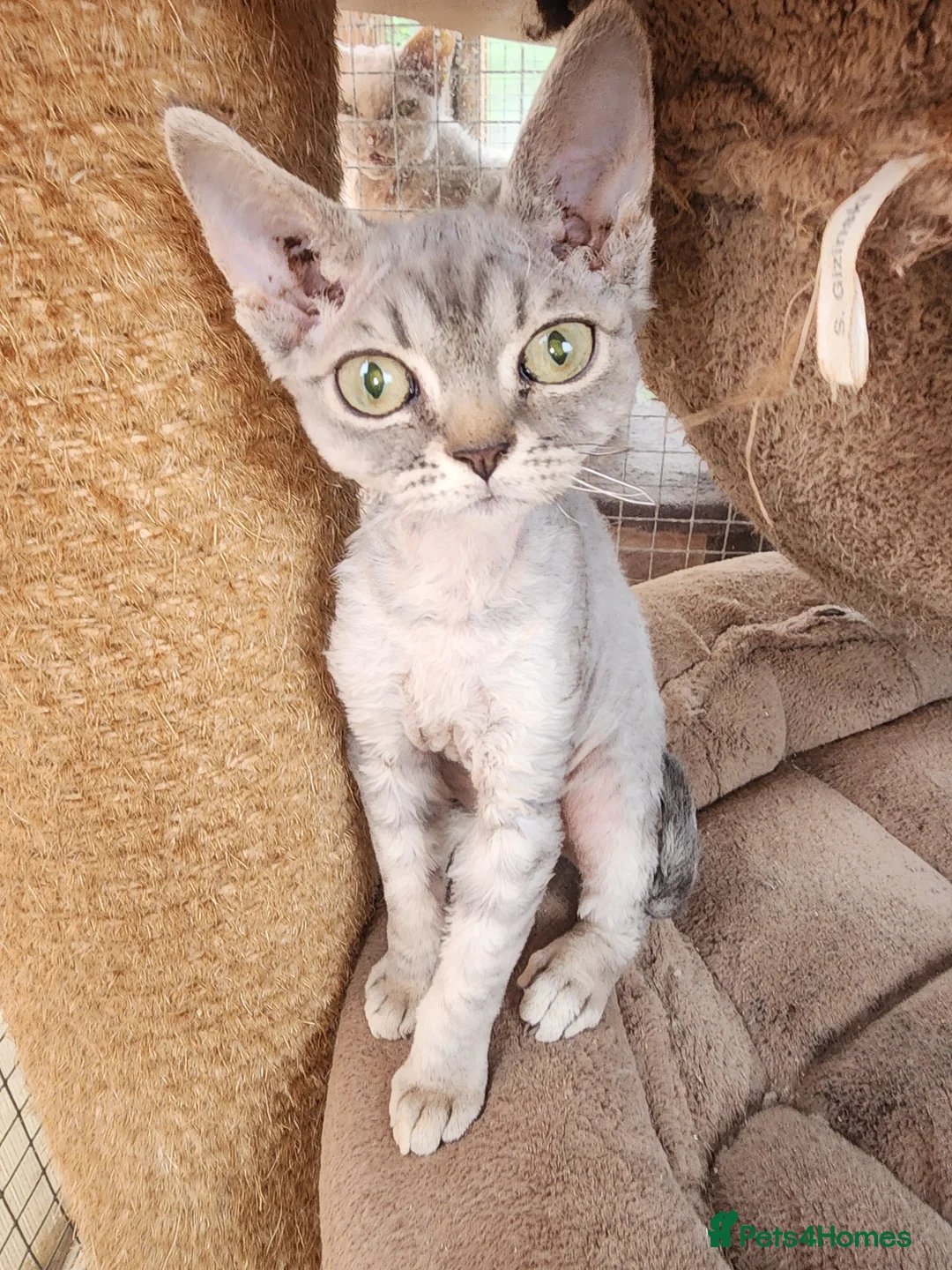 Devon Rex cats for sale: Black silver Devon Rex girl available - Advert 2