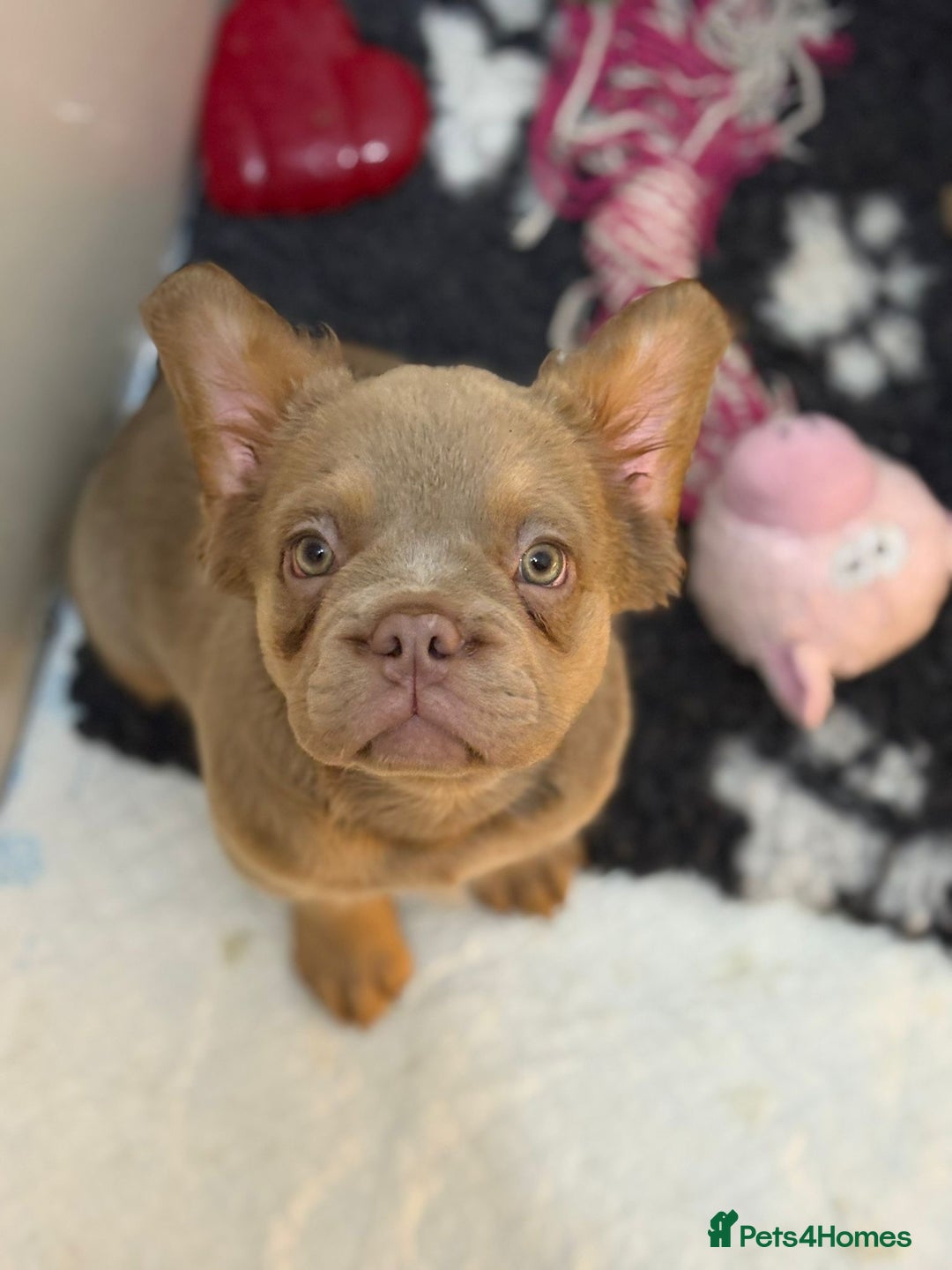 French Bulldog dogs for sale: Beautiful frenchie pups - Advert 3