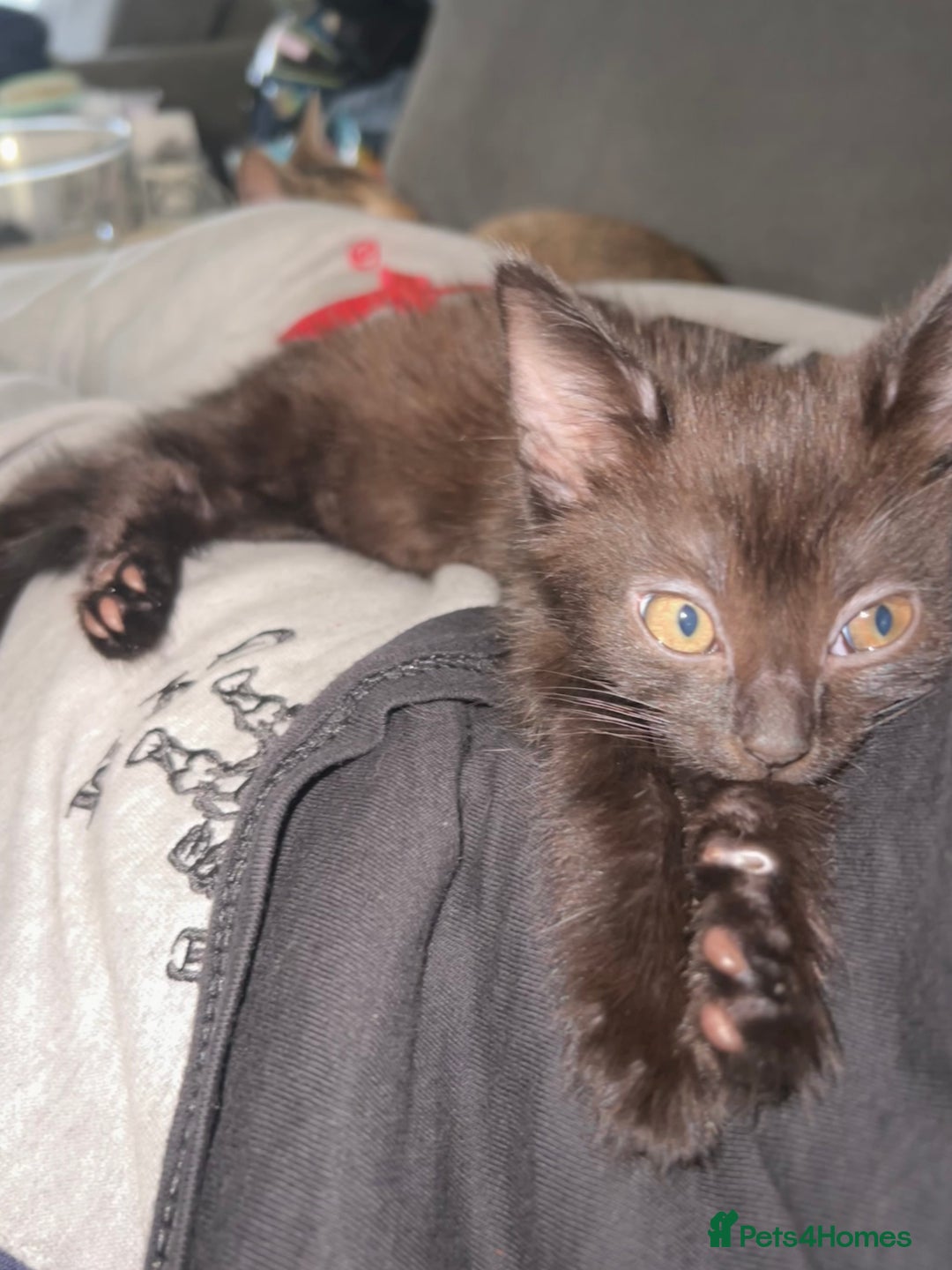 Mixed Breed cats for sale: MAINECOON X NEEDING HOME👀🏡 - Image 1
