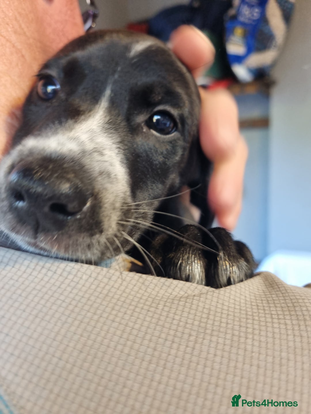 Mixed Breed dogs for sale: Mixed-Breed Puppies Ready for Their Forever Homes! - Image 7