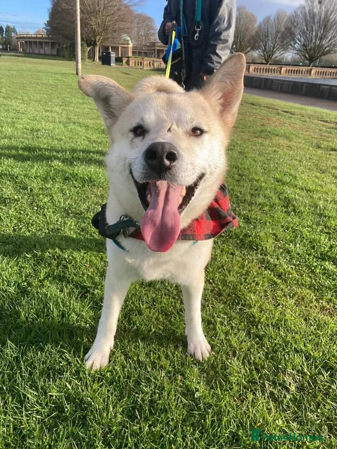 Mixed Breed dogs for adoption: Handsome Fivos Huskey X Shepherd in Norwich - Advert 4