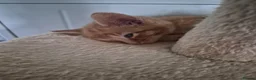 Mixed Breed cats for sale: Kittens for sale - Advert 7