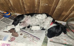 English Springer Spaniel dogs for sale: KC Registered ESS Pups *WELL MARKED* - Image 29
