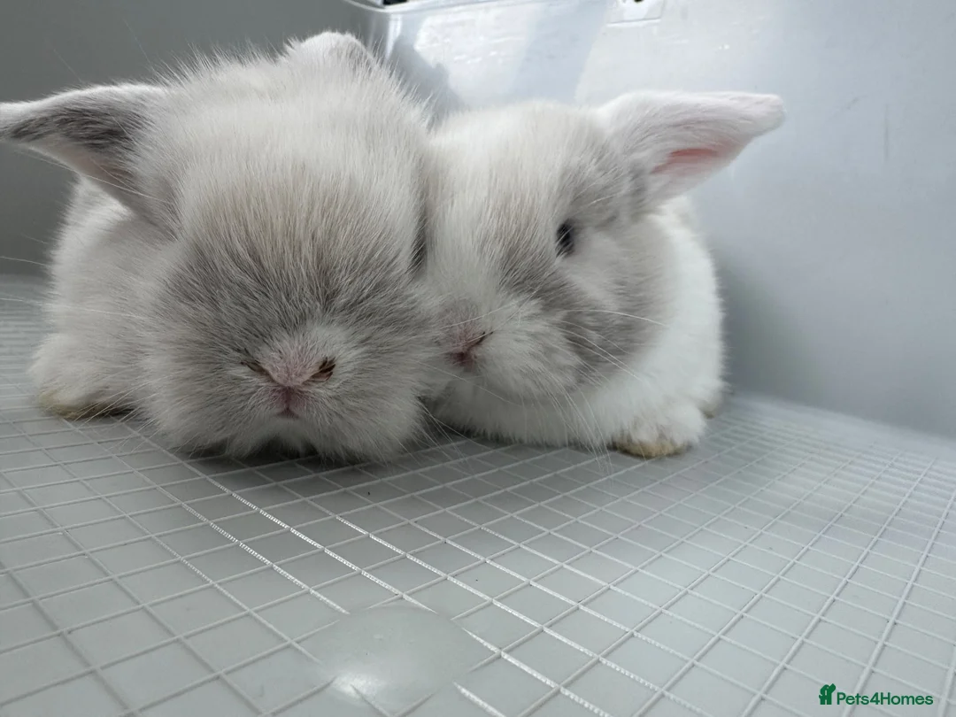 Mixed Breed rabbits for sale: Cashmere harlequin lop mixed mini lop in Widnes - Advert 2