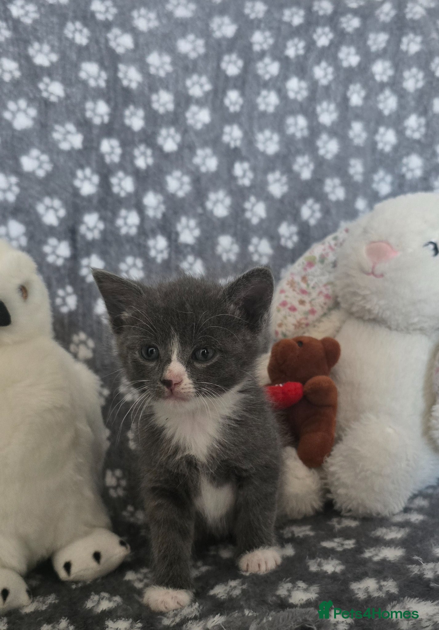 Mixed Breed cats 4 boys  - Advert 2